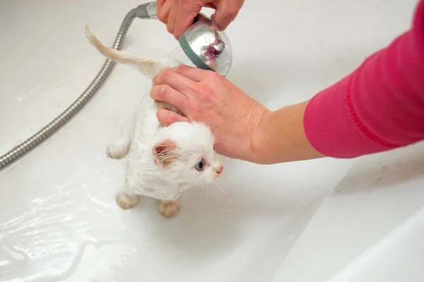 A woman bathes a white cat in a bathtub underwater. Cleanliness and hygiene of pets.