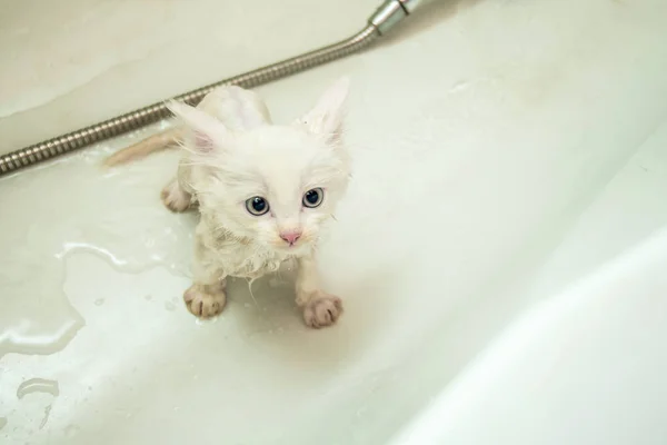 Mały biały kotek siedzi w łazience po kąpieli pod prysznicem. Czystość i higiena zwierząt domowych. — Zdjęcie stockowe