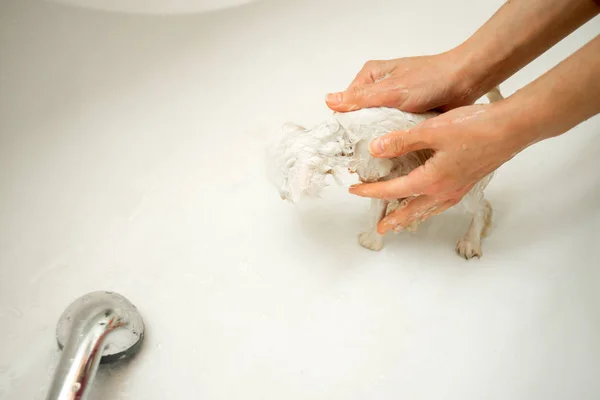 Une femme baigne un chat blanc dans une baignoire sous l'eau. Propreté et hygiène des animaux domestiques . — Photo