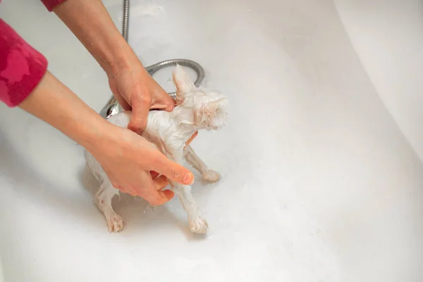 A woman bathes a white cat in a bathtub underwater. Cleanliness and hygiene of pets.