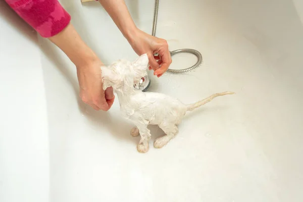 Kobieta kąpie białego kota w wannie pod wodą. Czystość i higiena zwierząt domowych. — Zdjęcie stockowe