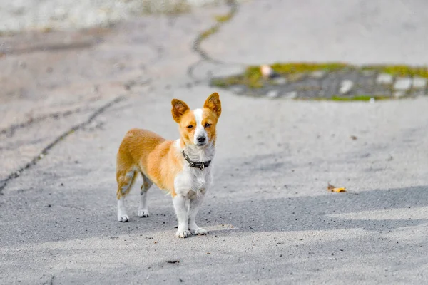 A small yellow-white dog sits on an asphalt road. — Stock Photo, Image