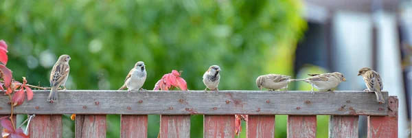 Les moineaux sont assis sur une clôture en bois, gros plan . — Photo