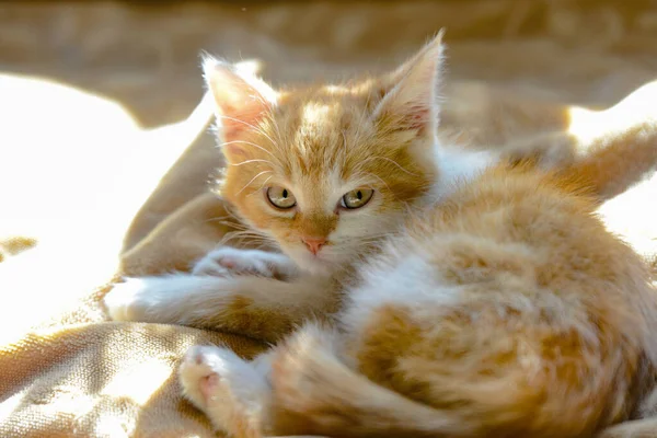 小さな生姜猫がベッドの上に横になり、周りを見回す. — ストック写真