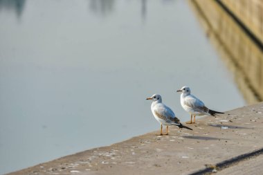 Seagulls are sitting on the pier against the background of water. clipart
