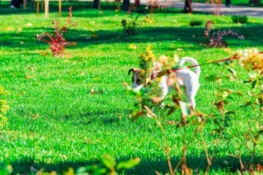Parktaki bir köpek çalıların arkasındaki yeşil çimenler boyunca koşuyor..