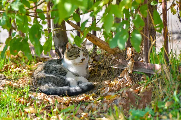 Szary kot śpi w krzakach w pobliżu ogrodzenia.. — Zdjęcie stockowe