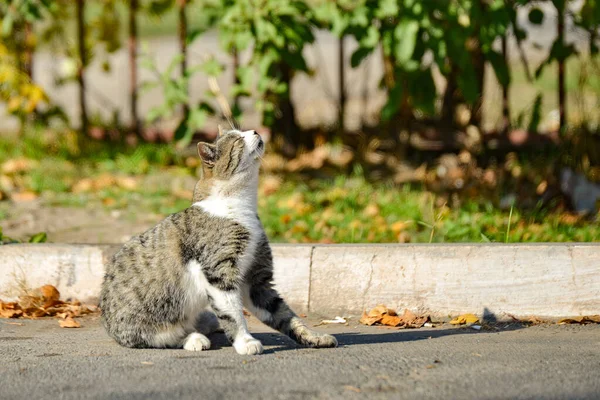 Un gato gris disfruta del calor del sol y levanta la cabeza hasta la cima . — Foto de Stock