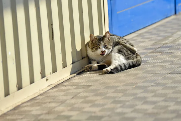 一只愤怒的灰猫躺在黄色的篱笆边. — 图库照片