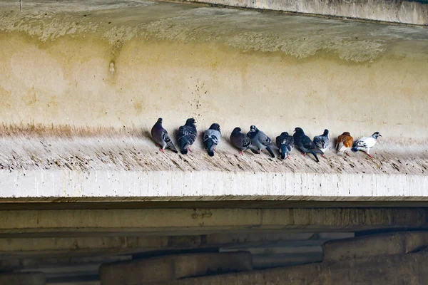 Pigeons flock sitting on the pole. — Stock Photo, Image