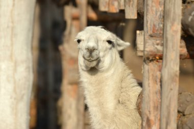 Hayvanat bahçesindeki kafeste beyaz bir lama bekliyor.