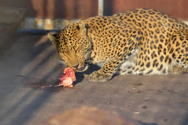 Λεοπάρδαλης Τρώει Ωμό Κρέας Κλουβί Στο Ζωολογικό Κήπο Ζώα Στο — Φωτογραφία Αρχείου