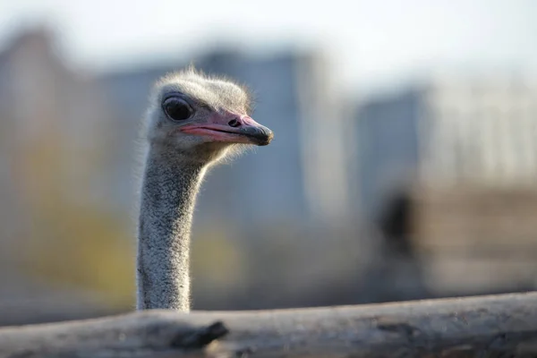 Ostrich Grazes Ranch Closeup Portrait Ostrich — Stock Photo, Image