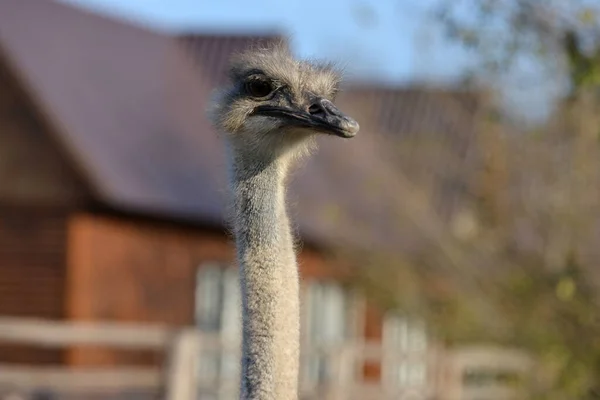 Ostrich Grazes Ranch Closeup Portrait Ostrich — Stock Photo, Image