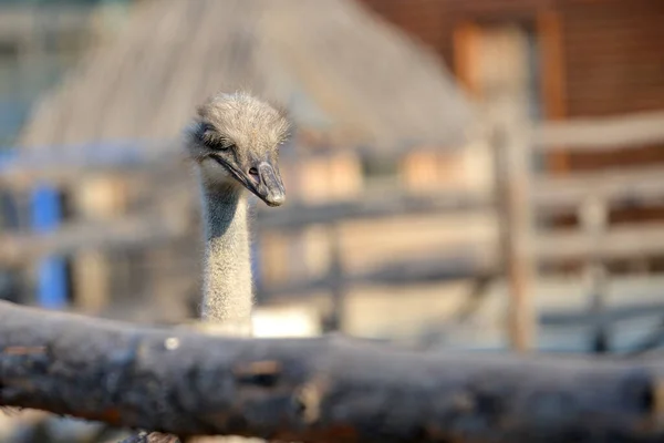 Ostrich Grazes Ranch Closeup Portrait Ostrich — Stock Photo, Image