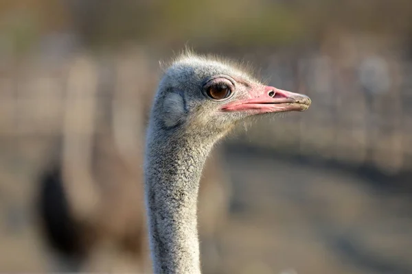 Ostrich Grazes Ranch Closeup Portrait Ostrich — Stock Photo, Image