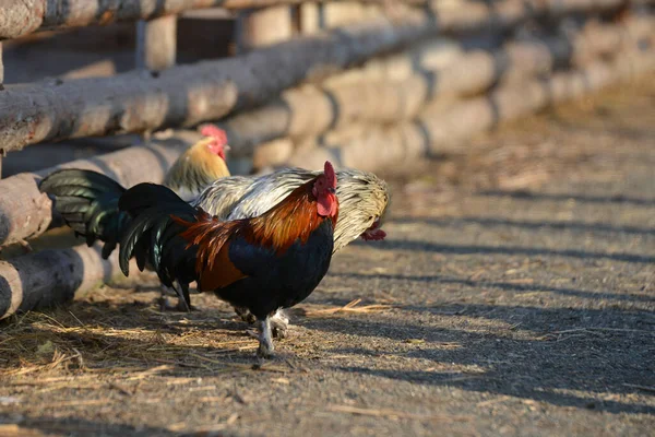 Roosters run around the yard to a ranch pasture
