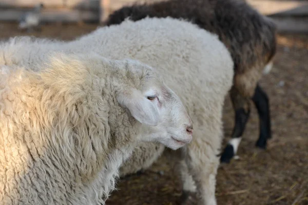 Biała Owca Wypasa Się Żywopłocie Ranczu — Zdjęcie stockowe