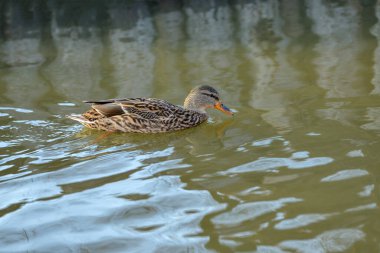 Ördekler gölette yüzer, parktaki suyun altına dalar.