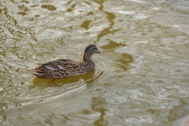 Ördekler gölette yüzer, parktaki suyun altına dalar.