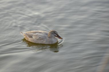Ördekler gölette yüzer, parktaki suyun altına dalar.