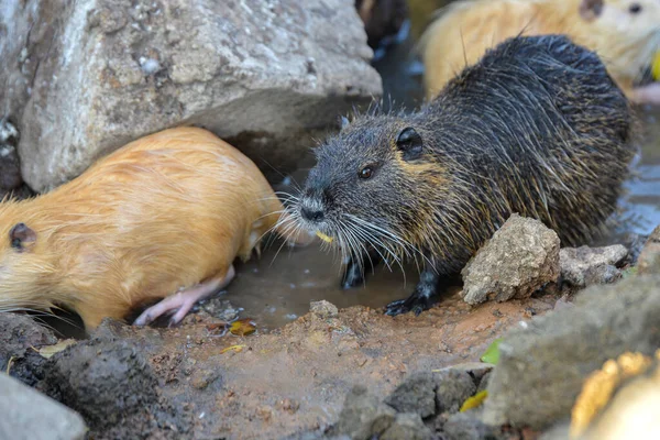 Nutria run in a pond in search of food in the park