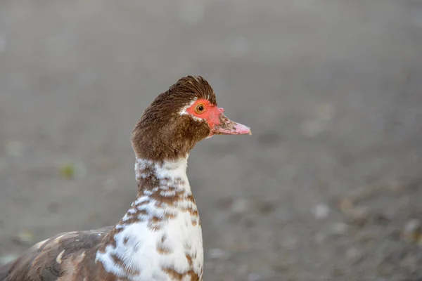 Kacsa Sétál Udvaron Egy Farmon Közelkép — Stock Fotó