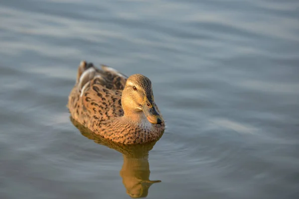 Patos Nadam Uma Lagoa Uma Lagoa Mergulham Debaixo Água Parque — Fotografia de Stock