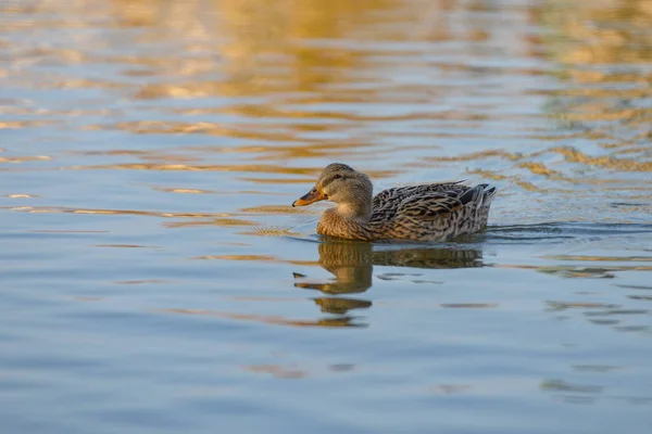 Enten Schwimmen Einem Teich Einem Teich Tauchen Unter Wasser Einem — Stockfoto