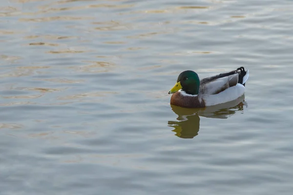 鸭子在池塘里游泳 在公园里潜水 — 图库照片