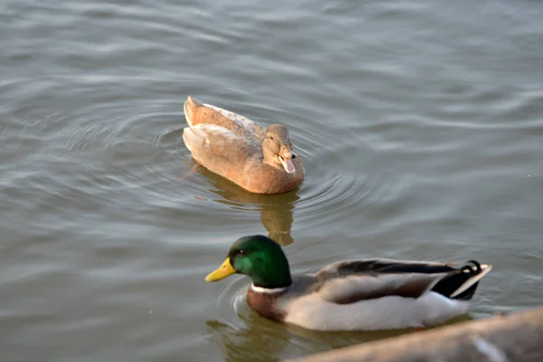 鸭子在池塘里游泳 在公园里潜水 — 图库照片