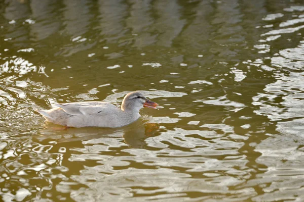 Enten Schwimmen Einem Teich Einem Teich Tauchen Unter Wasser Einem — Stockfoto
