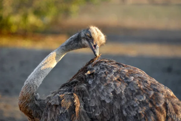 Ostrich Grazes Ranch Closeup Portrait Ostrich — Stock Photo, Image