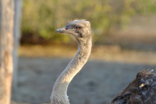 Ostrich Grazes Ranch Closeup Portrait Ostrich — Stock Photo, Image