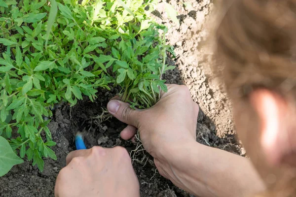 Eine Frau Wählt Tomatensetzlinge Aus Sie Die Erde Pflanzen Tomaten — Stockfoto