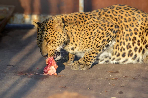 Ένας Πεινασμένος Λύγκας Τρώει Ωμό Κρέας Ένα Ζώο Στο Δείπνο — Φωτογραφία Αρχείου