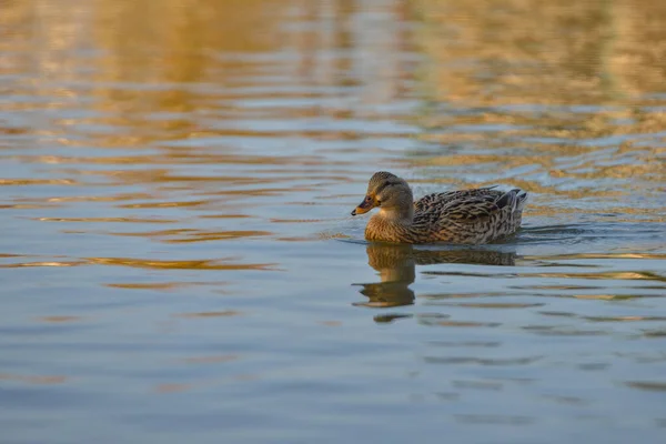 傍晚时分 鸭子在池塘里游泳 寻找和提取食物 — 图库照片