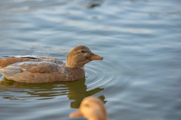 野鸭在池塘里游来游去 大自然没有人 — 图库照片
