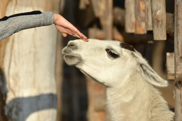 A child strokes a llama with a hand on the head, a person takes care of animals.
