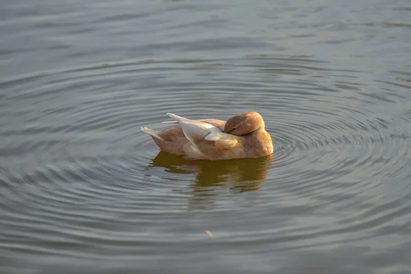 Canard Caché Tête Sous Aile Dort Dans Étang Animal Pendant — Photo