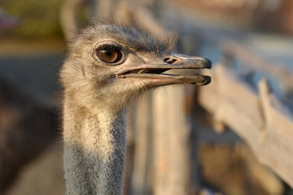 Ostrich Open Beak Ranch Peeks Out Fence — Stock Photo, Image