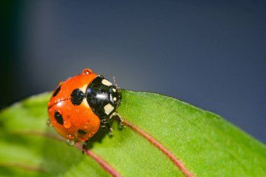 Yaprağın üzerinde süzülen su damlalarıyla uğur böceği.