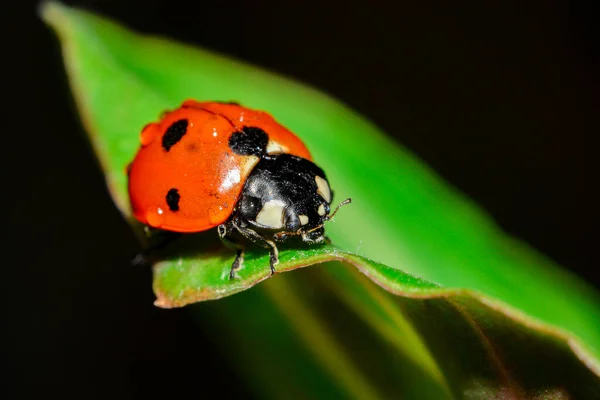 A ladybug is sitting on a thin leaf with small drops of plant water.