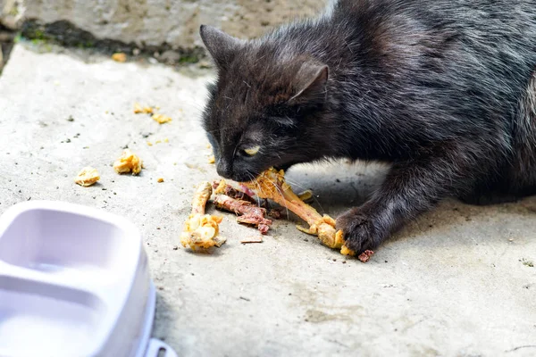 Gato Negro Enojado Mastica Huesos Mantiene Comida Pata Para Que — Foto de Stock
