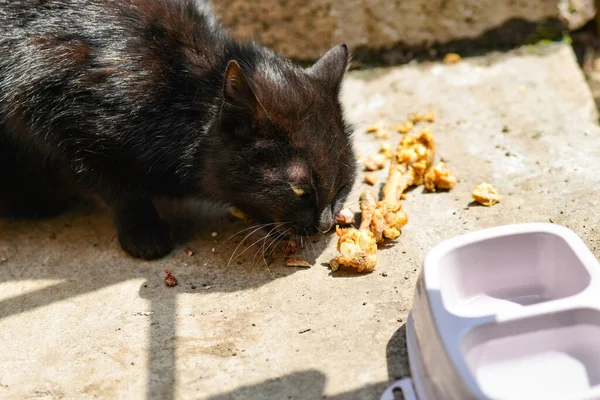 Gato Negro Come Huesos Siguiente Tazón Comida — Foto de Stock