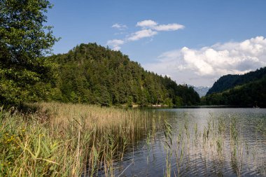 Canlı ağaçlar ve uzun otlarla çevrili sakin bir göl manzarası. Gökyüzü dağınık bulutlarla temiz, öğleden sonra huzurlu bir ortam yaratıyor..