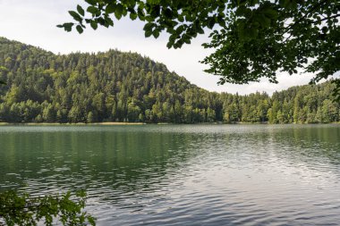 Sakin bir göl, açık bir gökyüzünün altındaki yeşil ormanı yansıtır. Durgun sular, sakin bir öğleden sonra doğanın güzelliğini gösteren barışçıl yansımaları davet eder..