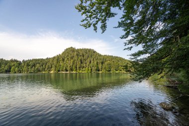 Sakin bir göl, güneşli bir günde gür ağaçların yemyeşil sularını yansıtarak sakin bir orman ortamında huzurlu bir atmosfer yaratır. Güneş ışığı manzaranın güzelliğini arttırır..