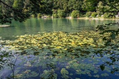 Parlak nilüferler durgun suları kaplarken, çevredeki manzara da öğle güneşi altında canlı yapraklar sergiliyor ve doğa severler için barışçıl bir atmosfer yaratıyor..