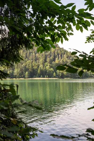 Sakin bir göl, gün ortasında çevreleyen ağaçların yeşilliğini yansıtır. Parlak güneş ışığı manzarayı aydınlatır. Rahatlamak için huzurlu bir atmosfer yaratır..